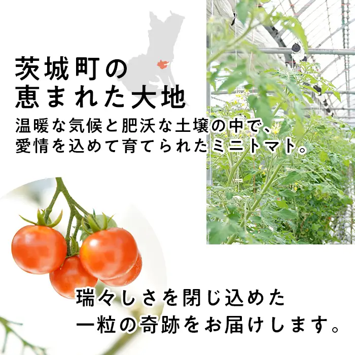454 ミニトマト 1.5kg 甘い JA 水戸 茨城 2026年8月頃から順次発送予定