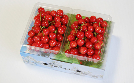 《先行予約》 山形県産 さくらんぼ 佐藤錦 バラパック詰 秀 Ｌ玉以上 1kg (500g×2) 2026年6月中旬から順次発送 果物 フルーツ nf-snbpx500x2