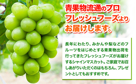 【先行予約】シャインマスカット  約1kg(2房）フレッシュフーズ 《8月上旬-9月上旬頃出荷》熊本県産(荒尾市産) 柑橘 フルーツ フレッシュフーズ シャインマスカット 果物 美味しいシャインマスカット 旬のシャインマスカット ジューシーシャインマスカット フルーツシャインマスカット