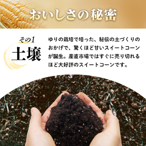 【2026年5月中旬ごろから配送！】朝もぎたてのスイートコーン 8本 ／Osy-A12 トウモロコシ スイートコーン 新鮮 産地直送