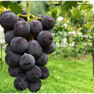 【2026年度_先行予約】【ご家庭用】巨峰（種あり）約1kg〔2026年8月上旬より順次発送〕