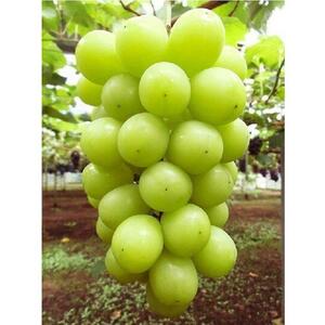 【2026年度_先行予約】【ご家庭用】シャインマスカット 約2kg〔2026年8月中旬より順次発送〕