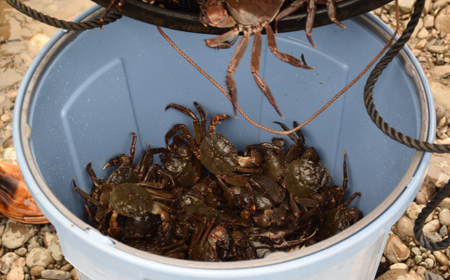 清流 四万十川 天然 モクズガニ 約1kg 濃厚な旨み 大小混合 冷凍 クール 国産 鮮度 魚介類 かに カニ 蟹 つがに ツガニ もくずがに かに汁 だし カニみそ 川ガニ 高知県 四万十市 しまんと 自然 瞬間冷凍 予約 お取り寄せ 25-948