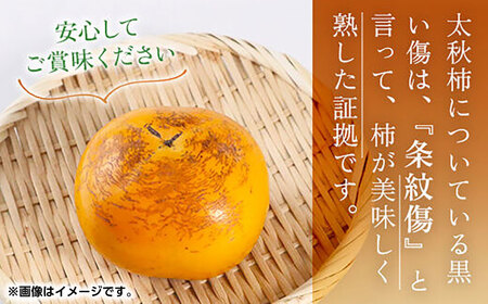【先行予約】太秋 柿 約3kg【くまふる】[ZBG075]