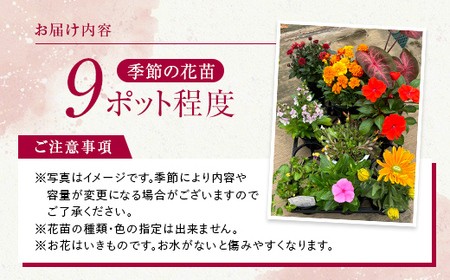 生産農場直送！季節の花苗セット (9ポット程度)  F6L-868