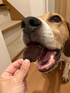 【完全無添加！】猟師が手がける鹿肉ジャーキー　【 ペットフード ジビエ 】