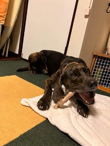 【完全無添加！】鹿肉ジャーキーと鹿の足の骨セット　【 ペットフード ジビエ 】