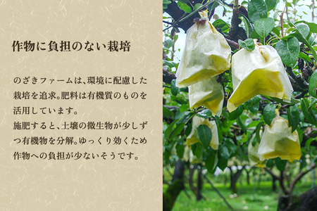 【2026年先行予約】新潟特産 幻の洋梨ル・レクチェ 2kg 《11月下旬から順次発送》 果物 フルーツ ギフト 加茂市産ル・レクチェ ルレクチェ 梨 西洋梨 加茂市 のざきファーム