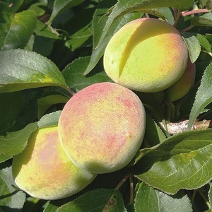 ＜6月発送＞ 厳選 紀州南高梅(青梅)10kg+250g（傷み補償分）｜梅 和歌山産