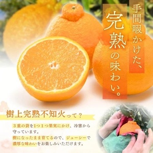 【先行予約】希少な樹上完熟　しらぬい（不知火） 秀品大玉 約2kg(6個) 2027年2月末～2027年3月末頃に順次発送予定（お届け日指定不可）/ 和歌山 みかん しらぬい 不知火 フルーツ 柑橘 蜜柑 果物 くだもの【kiy001A】