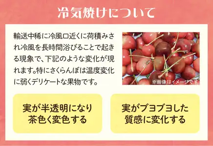 《先行受付》さくらんぼ 朝採り 大玉 紅秀峰 バラ 約500g 【2026年6月中旬以降～順次発送予定】022-002