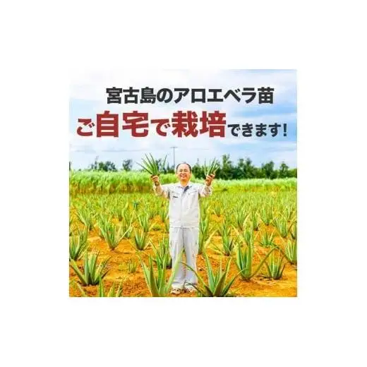 アロエベラ 苗 2株 沖縄・宮古島産｜有機JAS 観葉植物