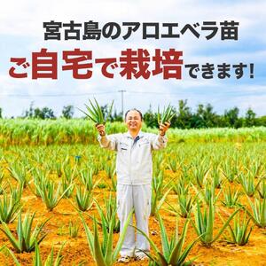 アロエベラ 苗 4株 沖縄・宮古島産｜有機JAS 観葉植物