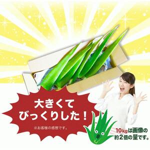 アロエベラ 食用 大きな生葉 1枚 沖縄・宮古島産｜有機JAS