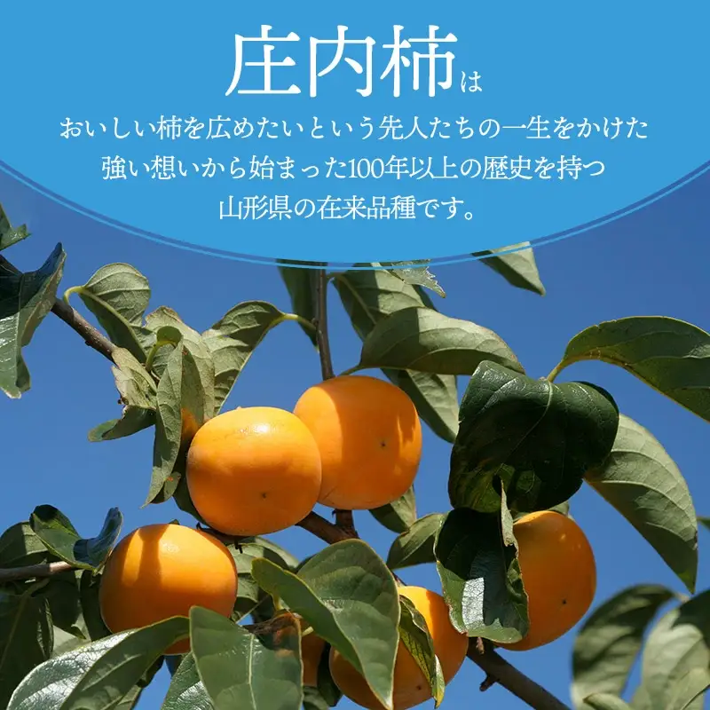【令和8年産先行予約】JA庄内たがわの庄内柿 約7kg　秀品　M～Lサイズ （36～40玉）　K-835