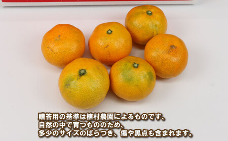 贈答用 早生みかん 宮川早生 5kg 植村農園 早生 わせ 贈答 ギフト プレゼント 果物 フルーツ 柑橘 みかん 蜜柑 産地直送 農家直送 数量限定 国産 愛媛 宇和島 B010-153008