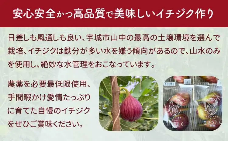 【先行予約】 イチジク ハウスイチジク 約4kg（約250g×16パック） 【合同会社宝Farm】【2026年5月下旬～8月下旬頃順次発送予定】※離島配送不可 宇城市産イチジク 国産イチジク 熊本県産イチジク