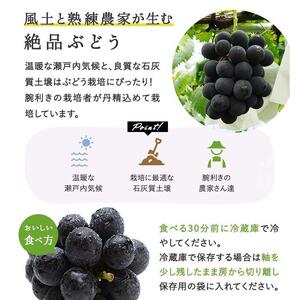 2026年 ニュー ピオーネ2房(1房480g以上) 化粧箱入り｜  ピオーネ