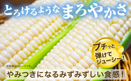  「 なよろホワイト 」 5kg 以上 11～13本 とうもろこし 