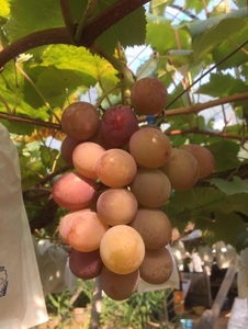 【先行予約】 ぶどう 紅瑞宝 べにずいほう 約1kg 2～3房 河野ぶどう園【2026年8月中旬～9月中旬頃順次発送予定】宇城市産ぶどう 国産ぶどう ぶどう約1kg