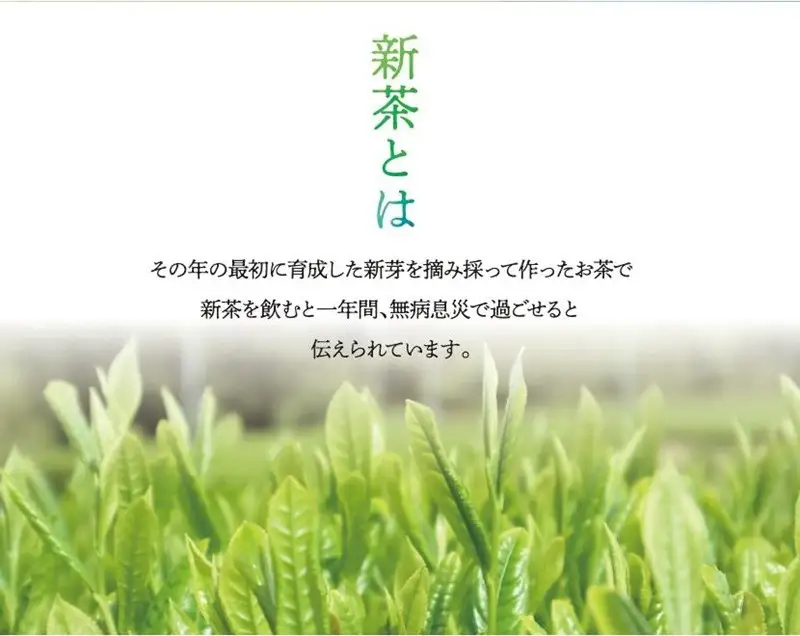 新茶 八女星野茶 100g 3本詰め＜先行予約＞【A2-132】