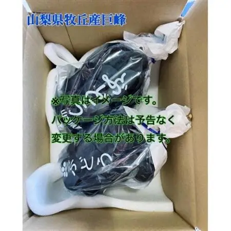 2026年発送  山梨県産種なし巨峰　1kg(2～3房)【配送不可地域：離島・沖縄県】【1504883】