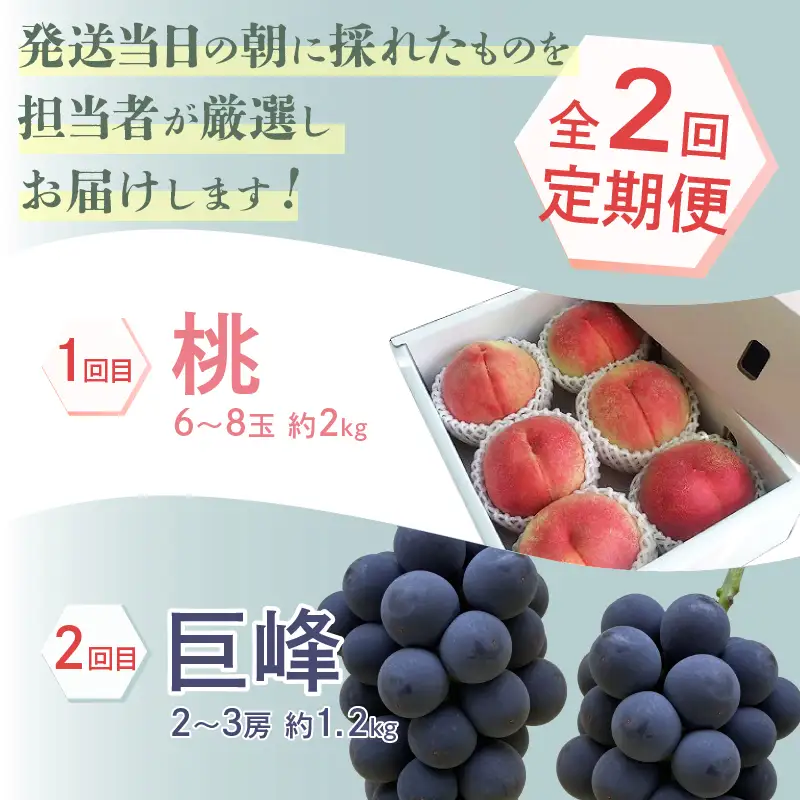 【定期便】厳選！朝採れ直送フルーツ2回定期便「桃・巨峰」【2026年発送】（KKH）C2-491 桃 巨峰 フルーツ