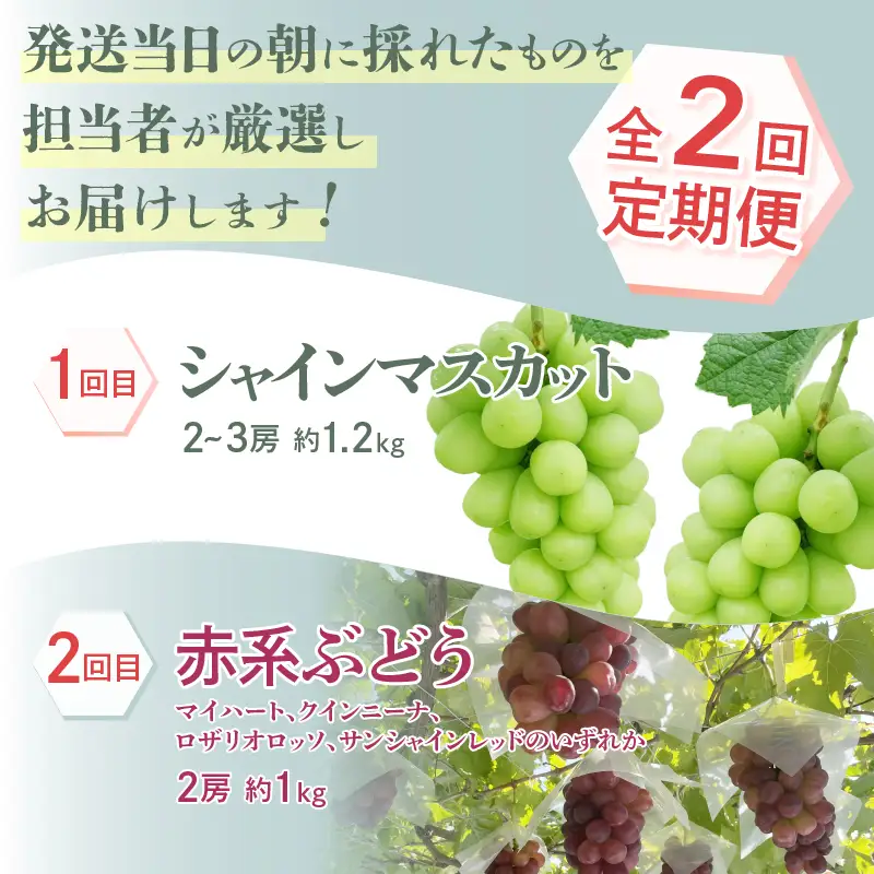【定期便】厳選！朝採れ直送フルーツ2回定期便「シャインマスカット・赤系ぶどう」【2026年発送】（KKH）C1-490 シャインマスカット 赤系ぶどう フルーツ 