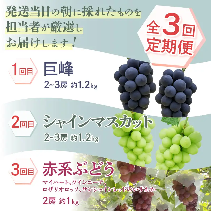 【定期便】厳選！朝採れ直送フルーツ3回定期便「巨峰・シャインマスカット・赤系ぶどう」【2026年発送】（KKH）D1-490 巨峰 シャインマスカット 赤系ぶどう フルーツ