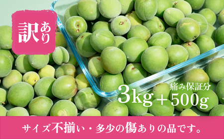 梅 3.5kg （痛み保証分 500g） 訳あり 青梅 5月末