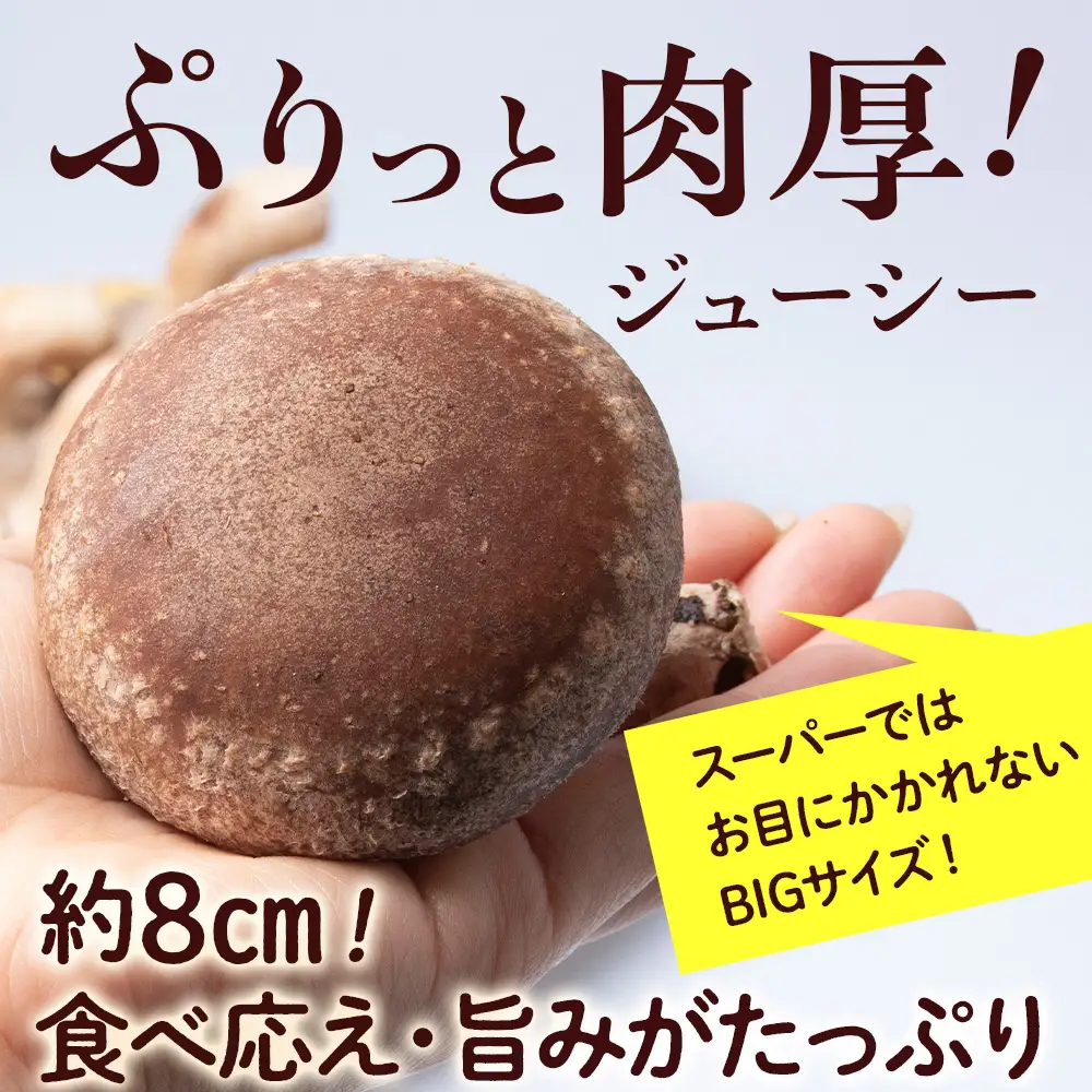 菌床 生しいたけ 900g 大きい 肉厚 シイタケ 椎茸 生椎茸 生シイタケ 千歳 北海道 《 あしだファーム 》