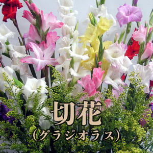 切花 グラジオラス（ 12月 から 4月 頃 ） C005-006 花 植物