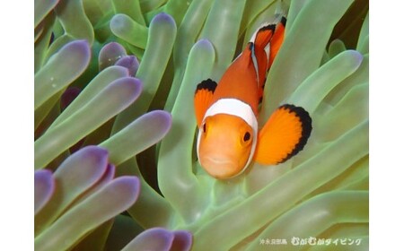 体験 ダイビング C015-001 スポーツ 海 マリンスポーツ 自然