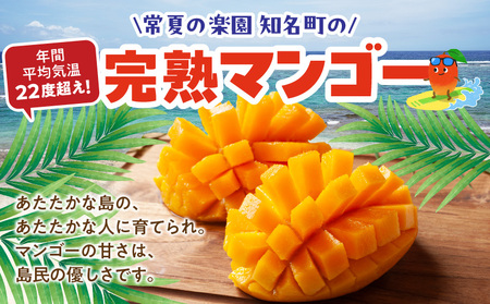 【 2026年 先行予約 】 竹マンゴーファーム の プレミアム 完熟 マンゴー 1キロ （ 大玉 2個入り ） C039-003 果物 フルーツ