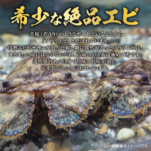 沖永良部 島産！ ゾウリエビ 約1kg （ 4～7尾 ） C041-001 魚介類 冷凍 海老 エビ