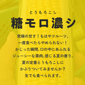 甘味究極！ 糖モロ濃シ 大サイズ 3kg(6～7本)【とうもろこし】朝どれ直送 スイートコーン 産地直送 【配送不可地域：離島】 鳥取県日南町 星の農園