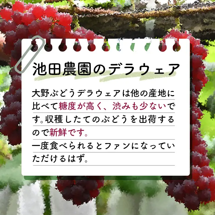 【人気につき100セット限定】池田農園の大野ぶどう（デラウェア）約2kg No.250