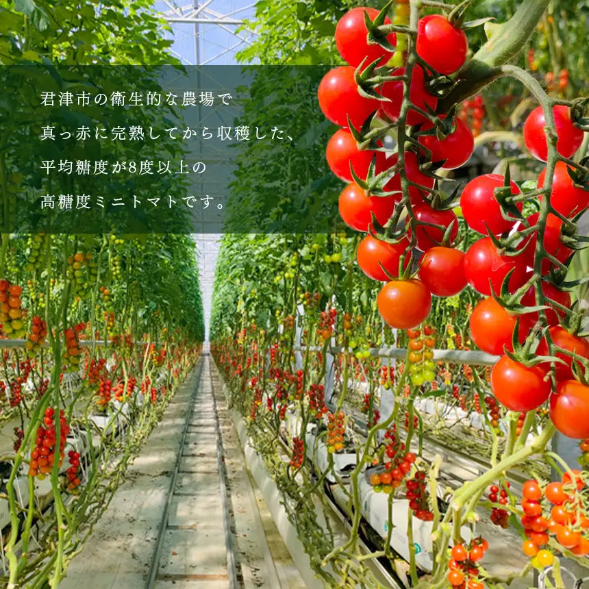 7月発送】 高糖度 ミニトマト スイートベル （ 房どり ） 180g × 10P