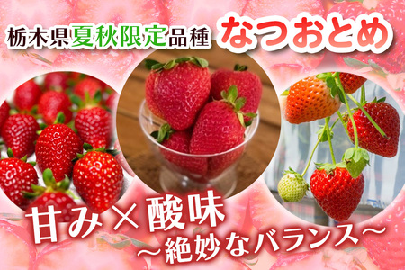 [期間限定／数量限定] 夏のいちご「なつおとめ」天空の高原いちご プレミアムギフト 計600g 贈答用 化粧箱入り 約4人分 いちご フルーツ 果物 [0367]