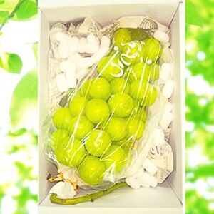 【南信州高森産】旬のシャインマスカット1房(約600g)