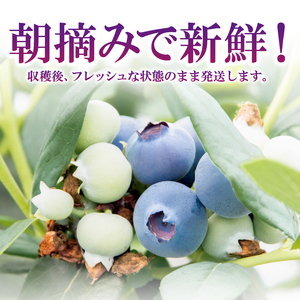 【2週間配送】ブルーベリー 600g（100×6パック）  生ブルーベリー 手摘み 大粒 フルーツ 果物 人気 徳島県 小松島市