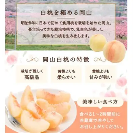 【2026年発送】岡山県産　白桃 5玉 (1.5kg以上) 等級:ロイヤル 木箱入り_果物・フルーツ もも  モモ 桃_【配送不可地域：離島・北海道・沖縄県】【1505627】