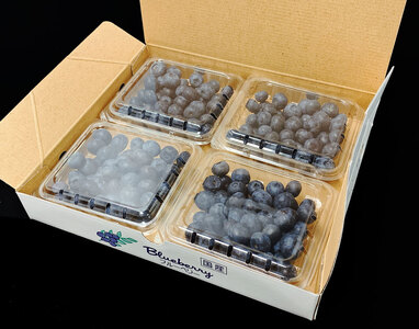 【2026年先行予約】【品種別】完熟ハイブッシュブルーベリー 500g(125g×4) [h127]