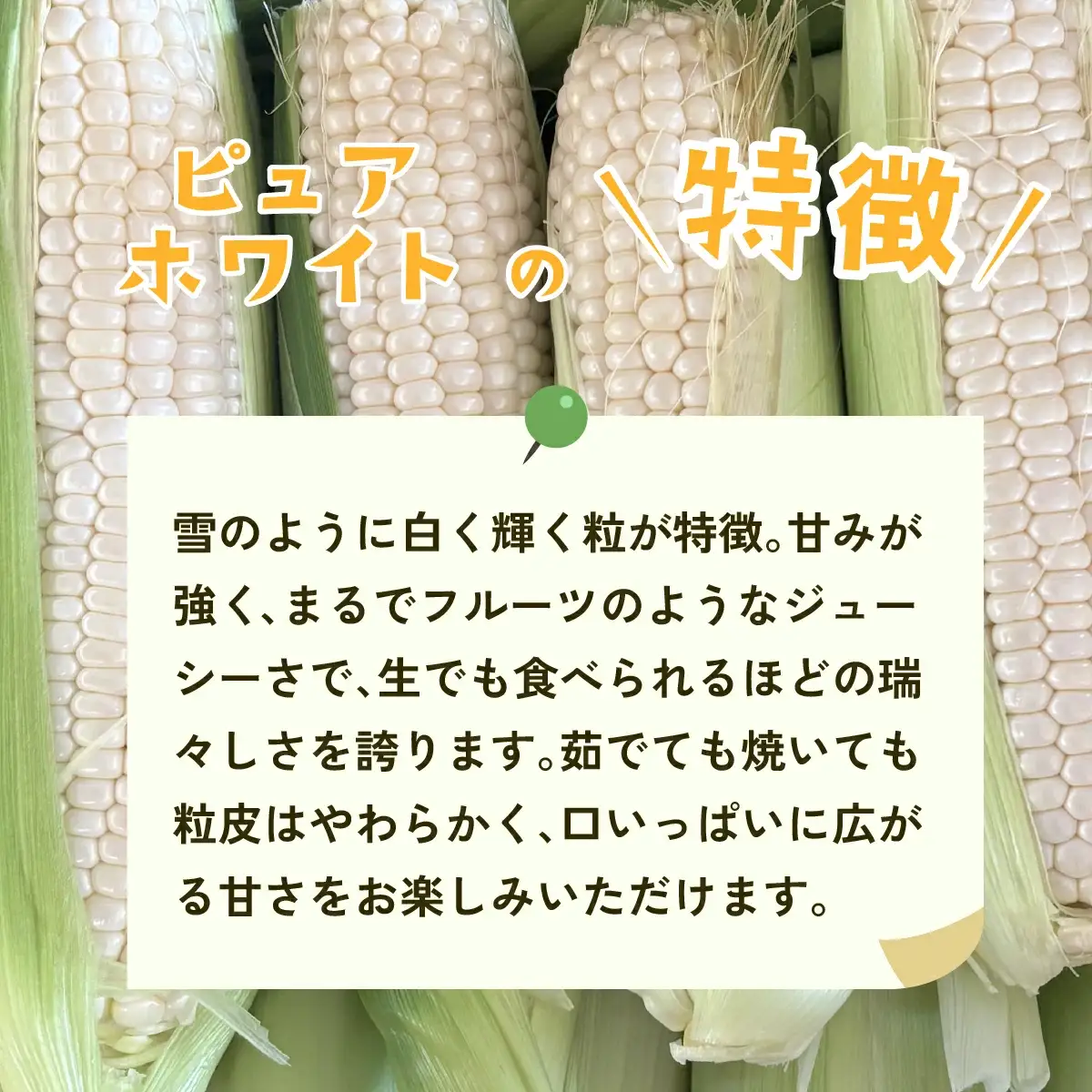 とうもろこし 訳あり ピュアホワイト 6kg 先行予約 トウモロコシ