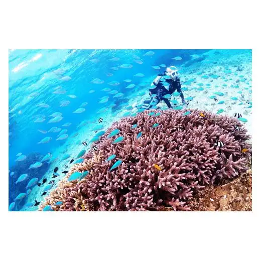 JK003　サンゴと熱帯魚の楽園「宮古島」で、ビーチ体験ダイビングコース（1ビーチダイブ）