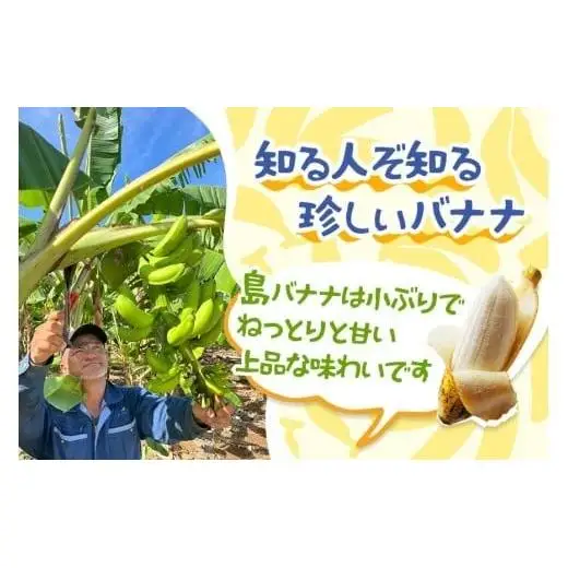 宮古島産バナナ1kg【（株）フラモン】（JH007）