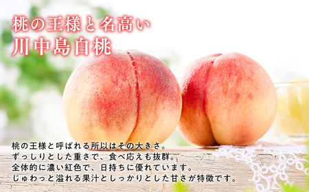 ≪8月下旬～9月中旬発送予定≫ 津軽の桃 川中島白桃 約5kg 秀品《hi-0001-003》