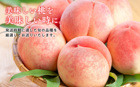 ≪8月中旬～8月下旬発送予定≫津軽の桃 旬の白桃 約5kg 秀品 《hi-0001-005》