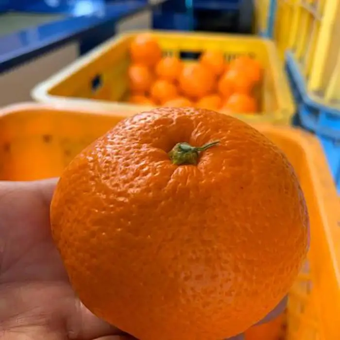 越冬本貯蔵 丹生系みかん（にゅうけい） 約5kg  秀品 2S～L［高糖系］［マルシ農園］