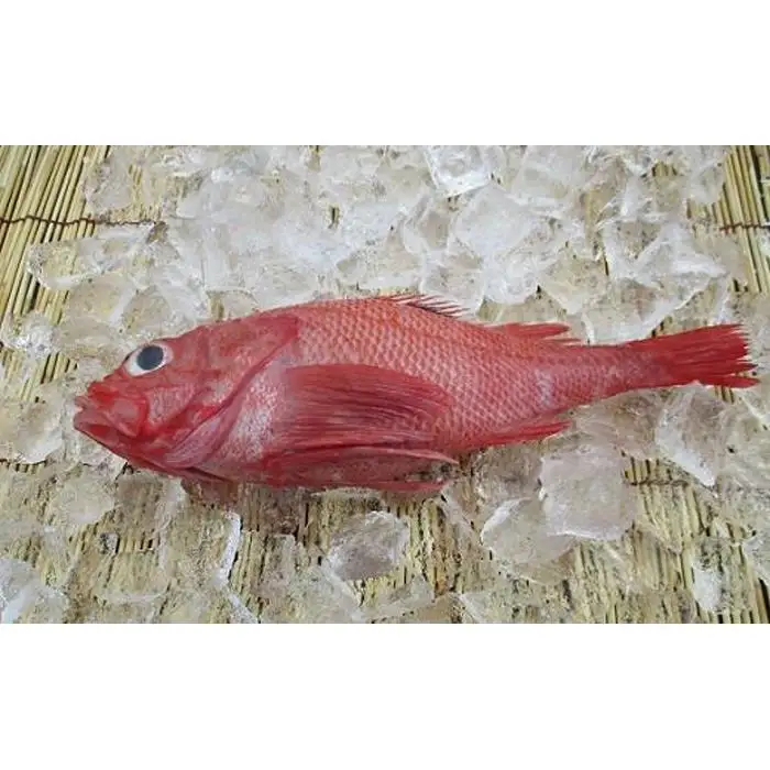 知床羅臼産 きんき 3尾 魚 めんめ 海産物 キンキ 北海道